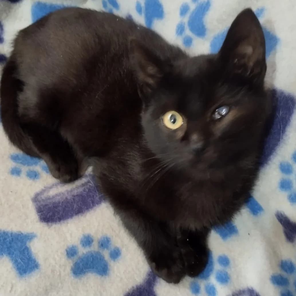 Tommy, Mixed Breed for adoption at Adoptar Gatos Madrid Nuevavida, Madrid