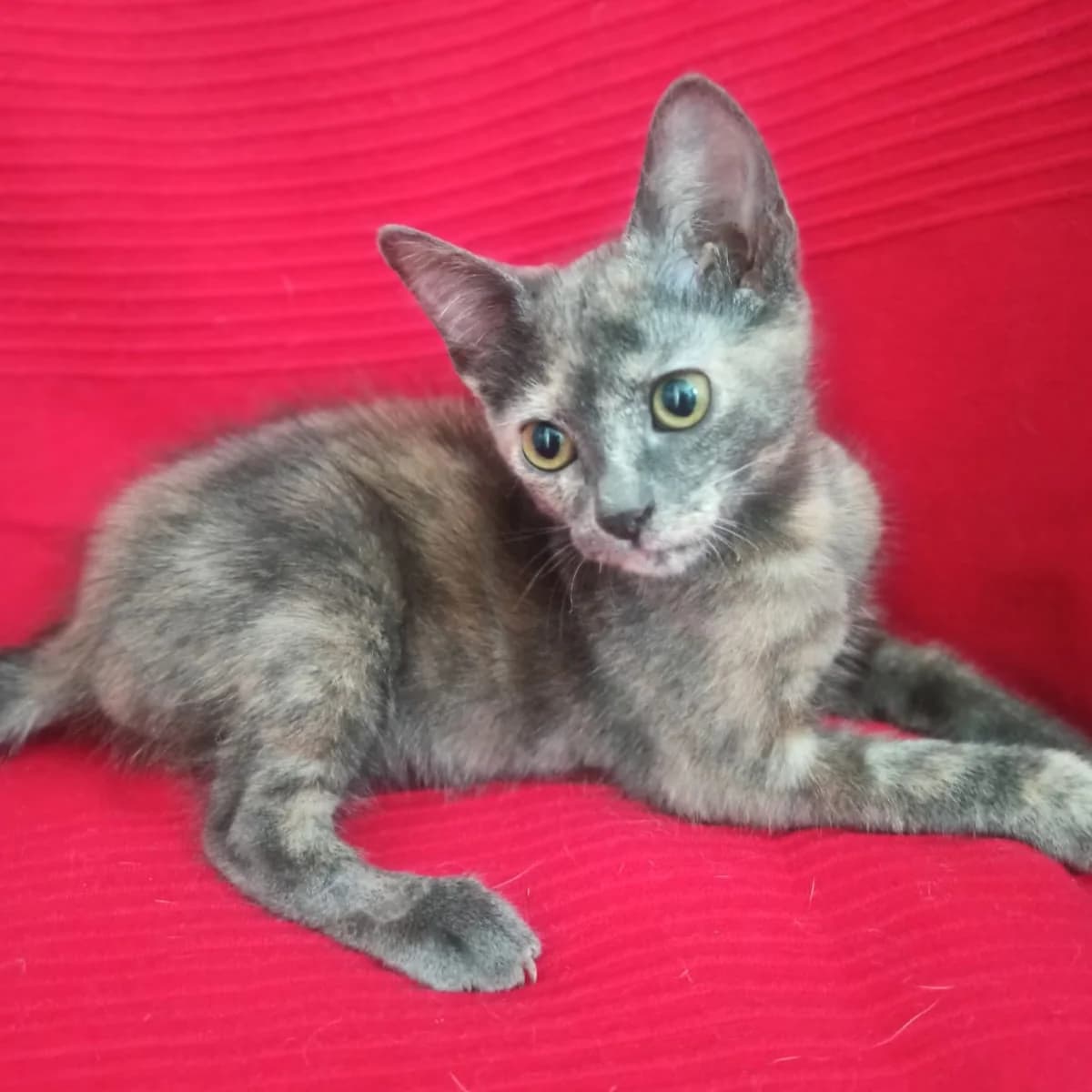 Camelia, Mixed Breed for adoption at Adoptar Gatos Madrid Nuevavida, Madrid