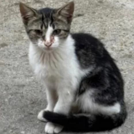 Oreo, Mixed Breed for adoption at Adoptar Gatos Madrid Nuevavida, Madrid