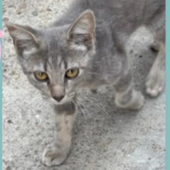Kitty, Mixed Breed for adoption at Adoptar Gatos Madrid Nuevavida, Madrid