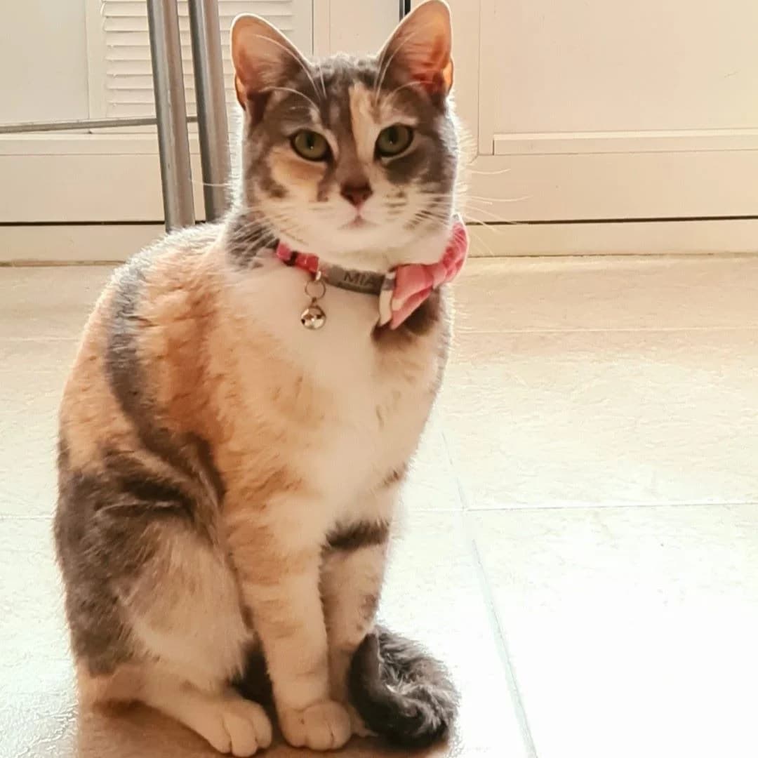 Mimi, tiene mucho mimo, Mixed Breed for adoption at Adoptar Gatos Madrid Nuevavida, Madrid