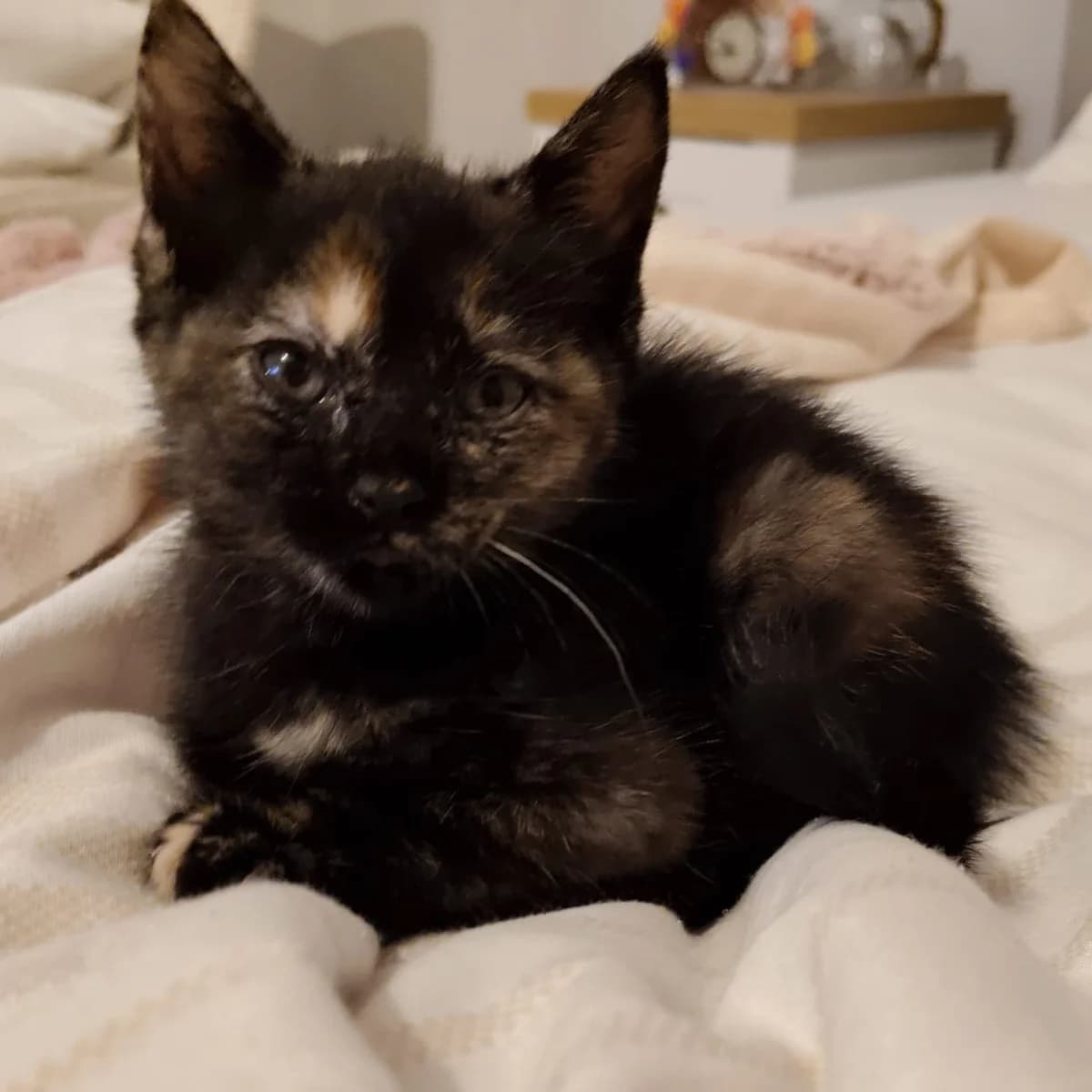 Coralina, Mixed Breed for adoption at Adoptar Gatos Madrid Nuevavida, Madrid