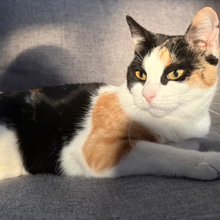 Kaly, Mixed Breed for adoption at Adoptar Gatos Madrid Nuevavida, Madrid
