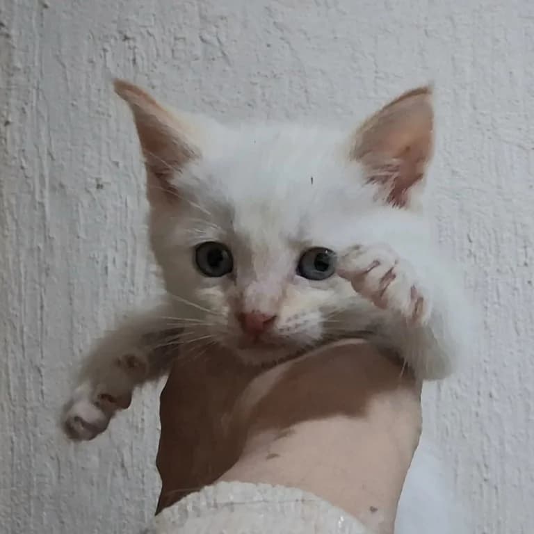 Plas Plas, Mixed Breed for adoption at Adoptar Gatos Madrid Nuevavida, Madrid