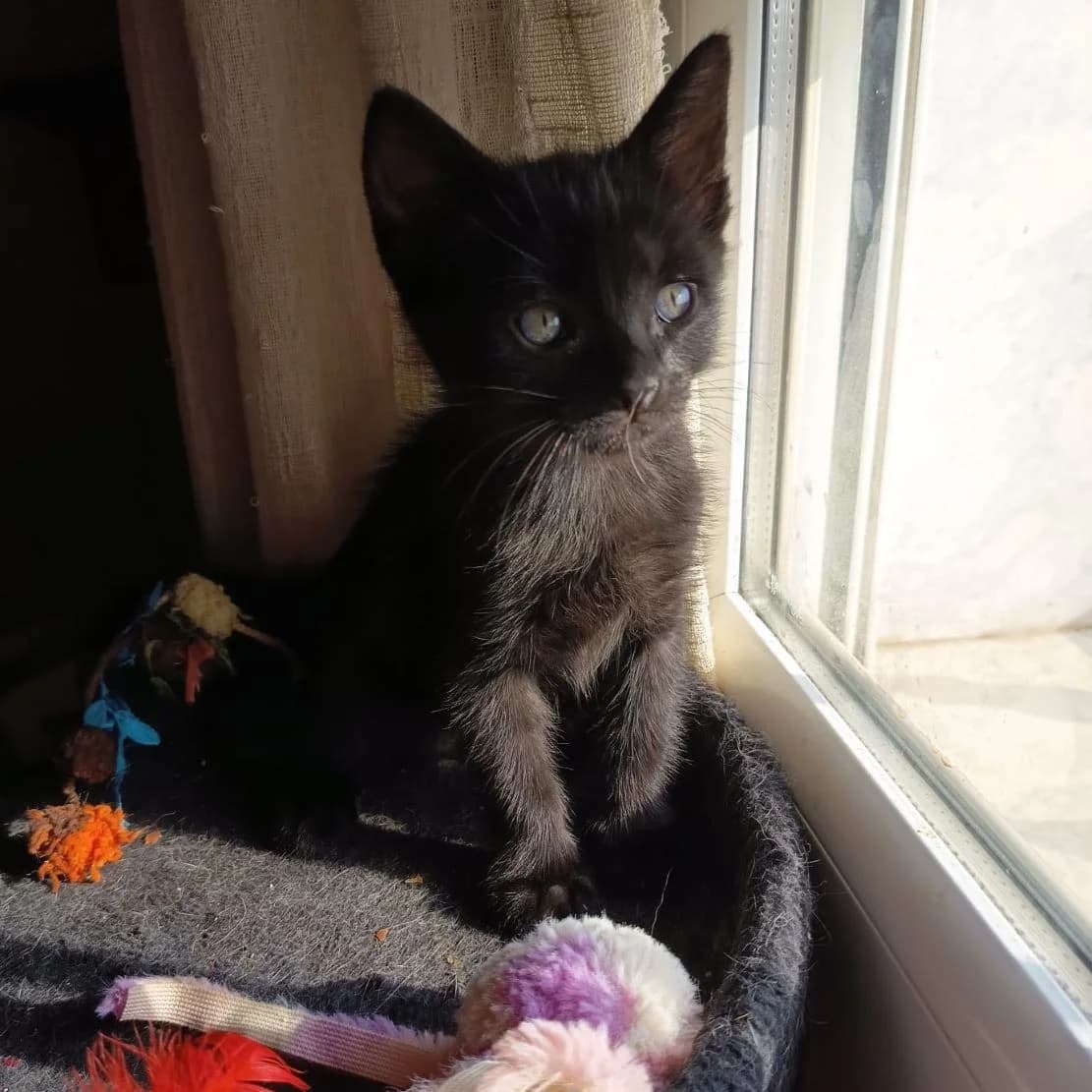 Teo, Mixed Breed for adoption at Adoptar Gatos Madrid Nuevavida, Madrid
