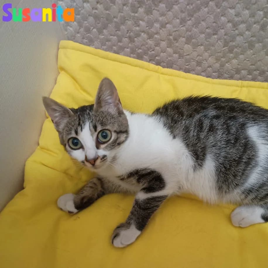 Susanita, Mixed Breed for adoption at Adoptar Gatos Madrid Nuevavida, Madrid