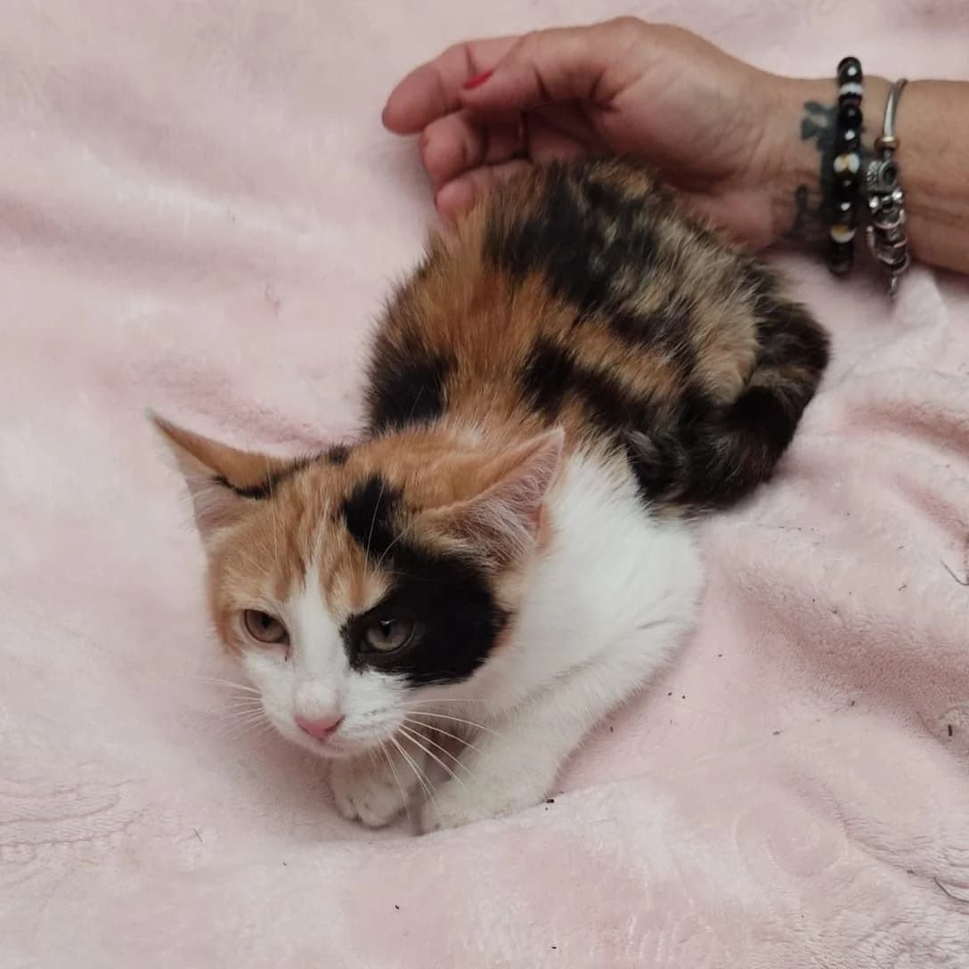 Trika, Mixed Breed for adoption at Adoptar Gatos Madrid Nuevavida, Madrid