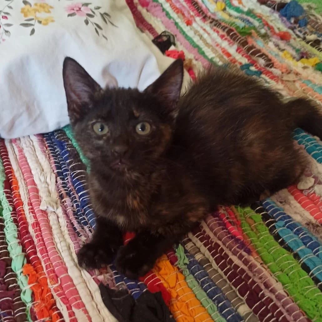 Chispa, Mixed Breed for adoption at Adoptar Gatos Madrid Nuevavida, Madrid