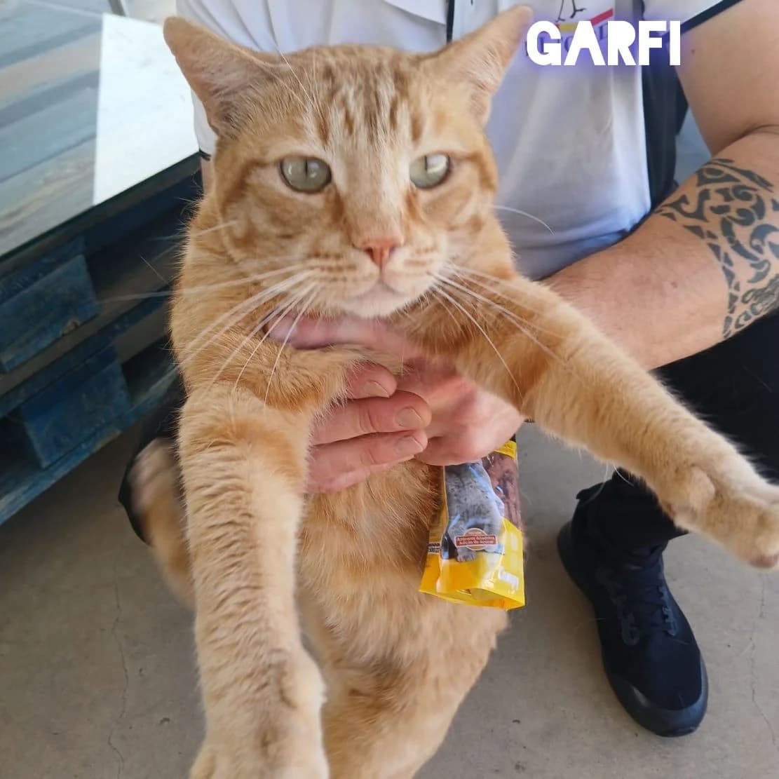 Garfi, Mixed Breed for adoption at Adoptar Gatos Madrid Nuevavida, Madrid