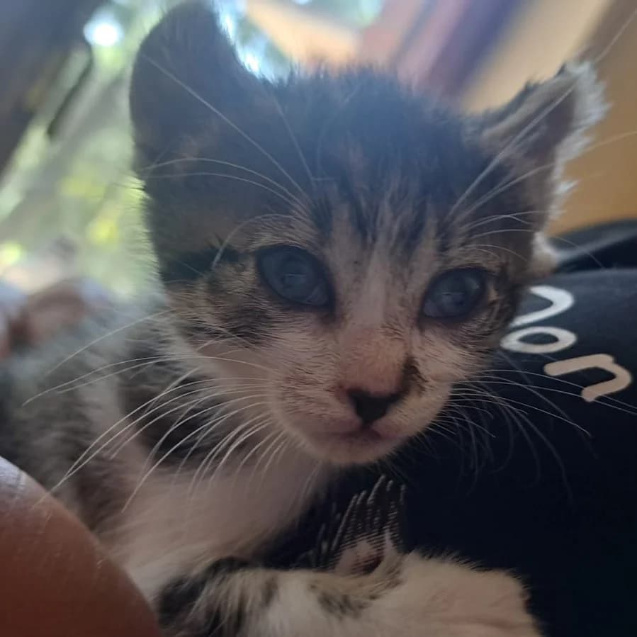 Kalimera, Mixed Breed for adoption at Adoptar Gatos Madrid Nuevavida, Madrid