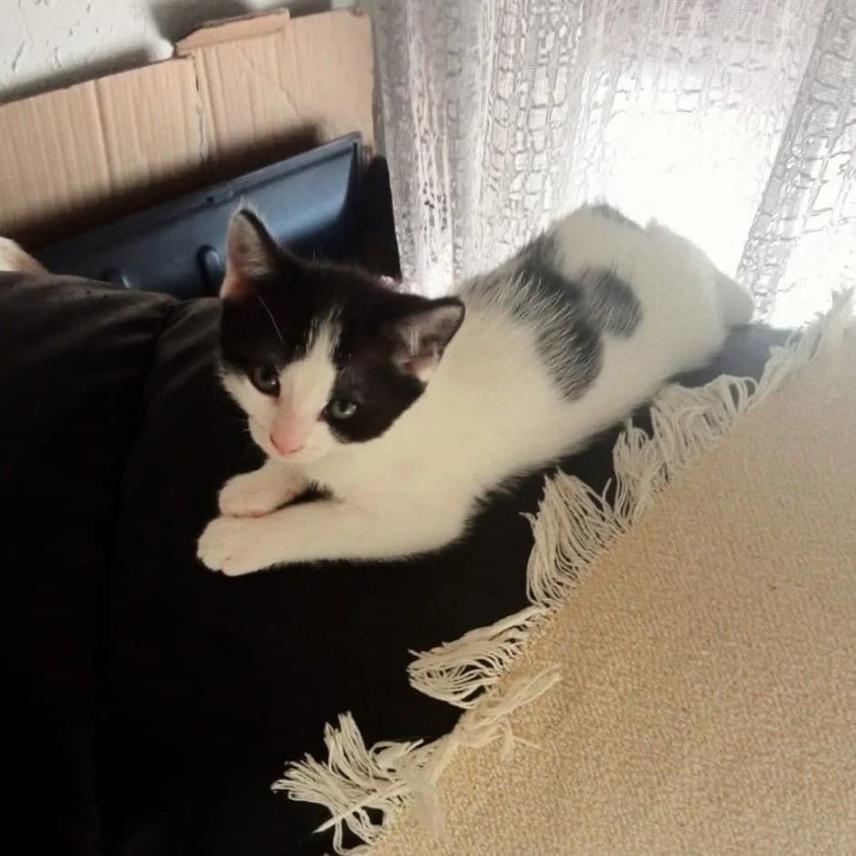 Menta, Mixed Breed for adoption at Adoptar Gatos Madrid Nuevavida, Madrid