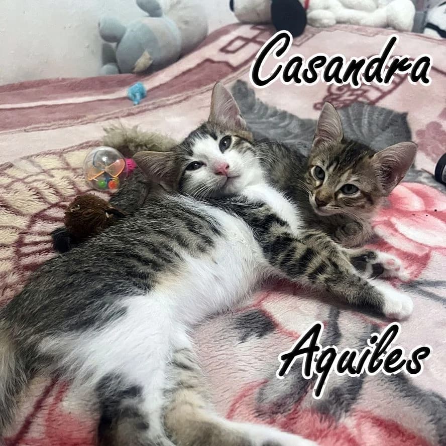 Casandra, Mixed Breed for adoption at Adoptar Gatos Madrid Nuevavida, Madrid