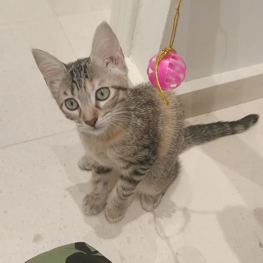 Casandra, Mixed Breed for adoption at Adoptar Gatos Madrid Nuevavida, Madrid