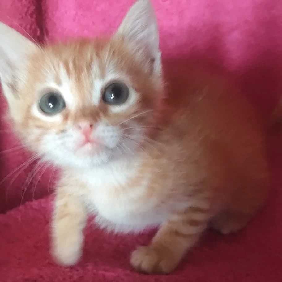 Miko, Mixed Breed for adoption at Adoptar Gatos Madrid Nuevavida, Madrid