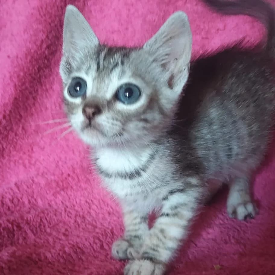Tuna, Mixed Breed for adoption at Adoptar Gatos Madrid Nuevavida, Madrid