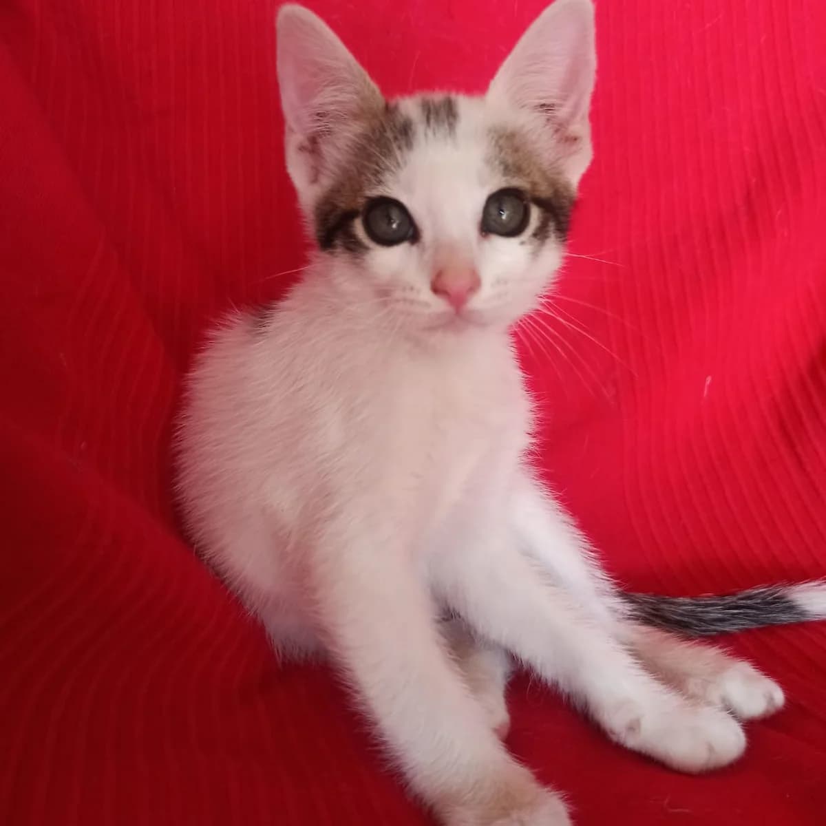 Coquete, Mixed Breed for adoption at Adoptar Gatos Madrid Nuevavida, Madrid