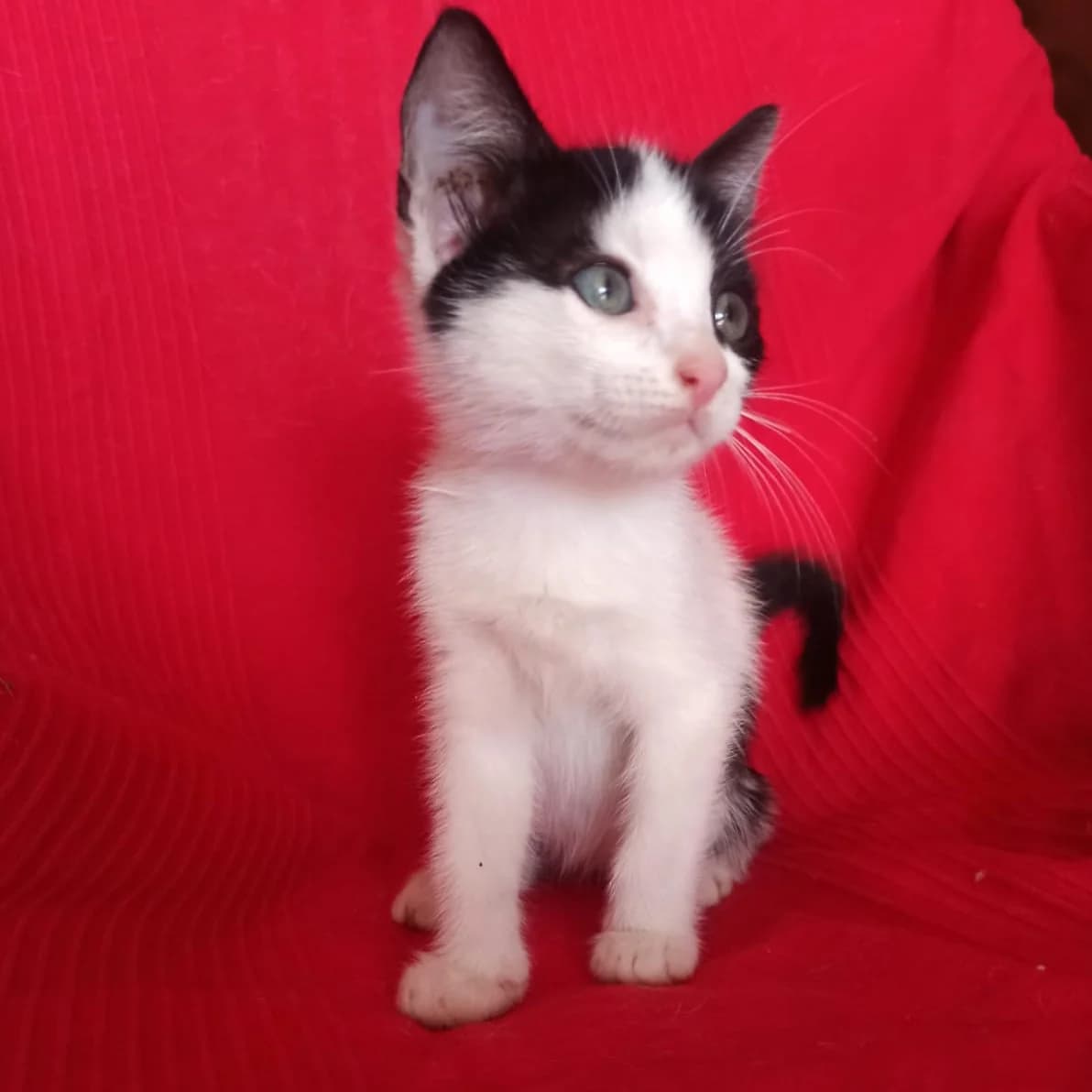 Pirata, Mixed Breed for adoption at Adoptar Gatos Madrid Nuevavida, Madrid