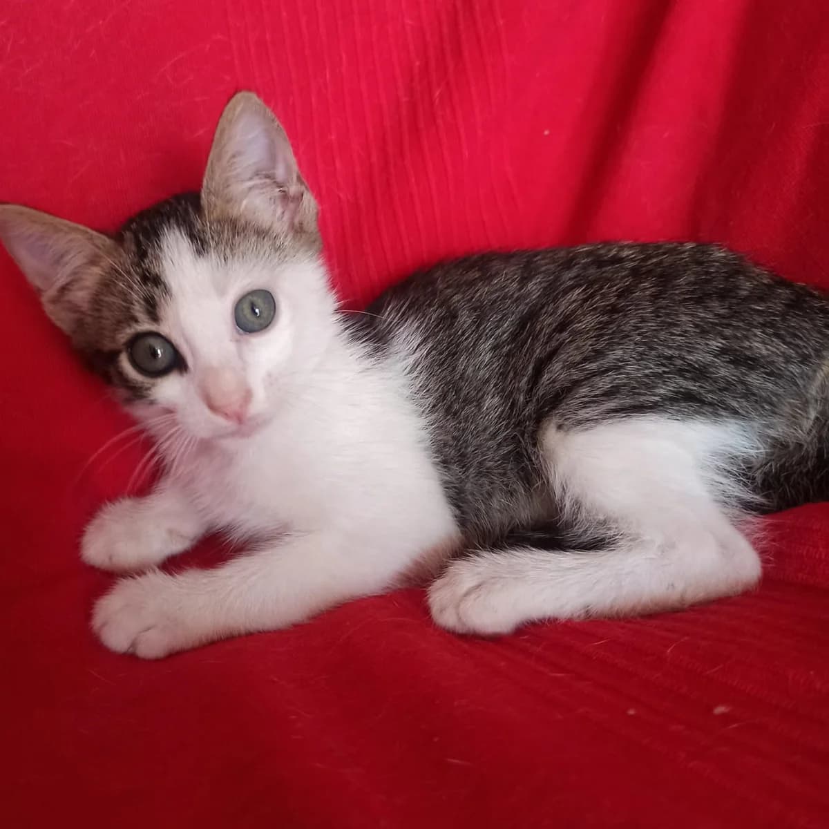 Noor, Mixed Breed for adoption at Adoptar Gatos Madrid Nuevavida, Madrid