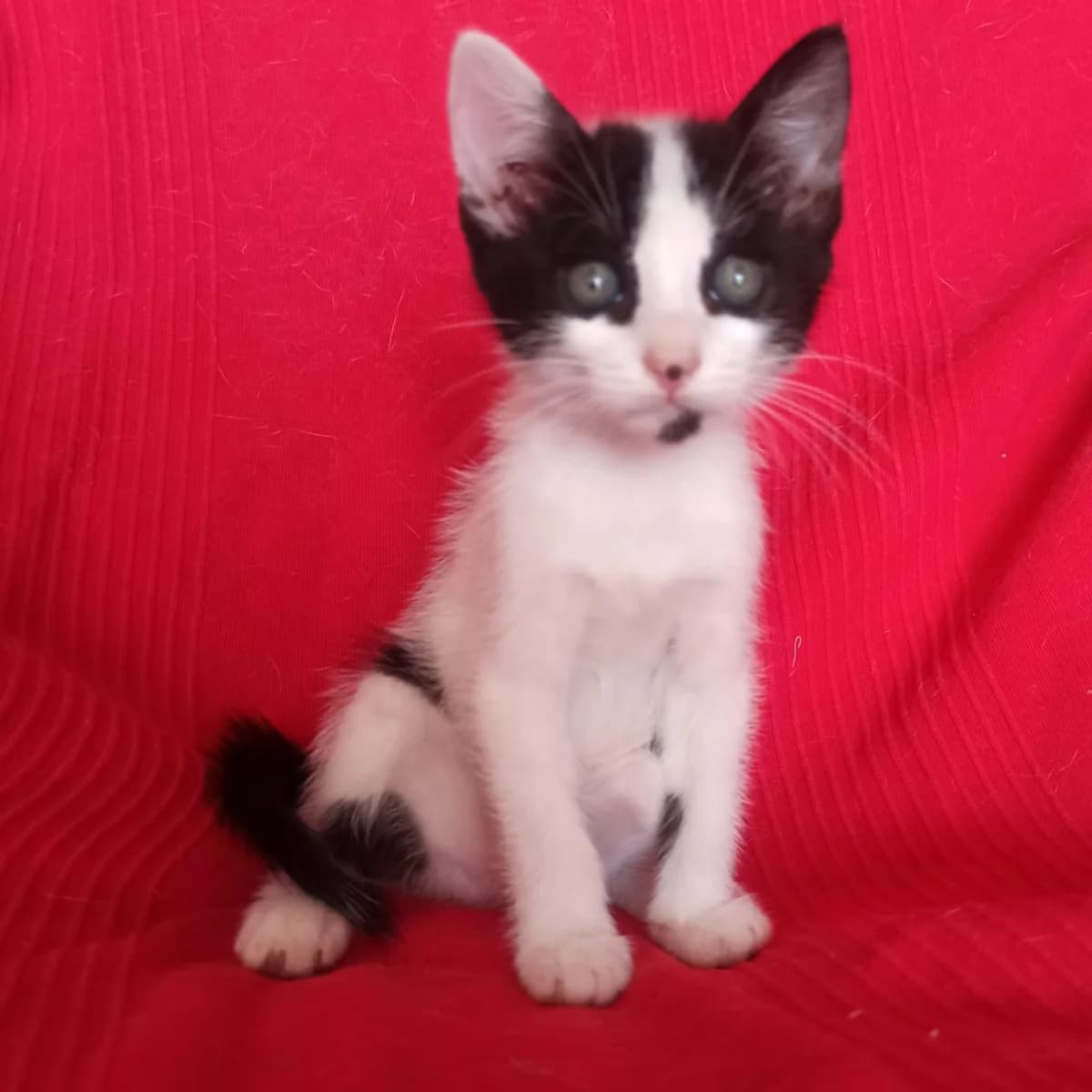Moka, Mixed Breed for adoption at Adoptar Gatos Madrid Nuevavida, Madrid
