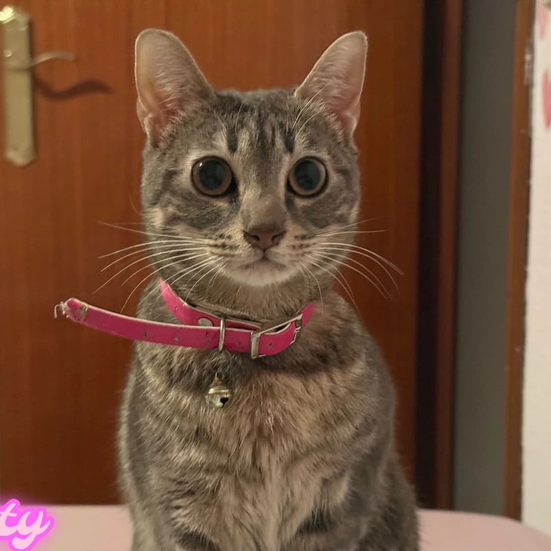 Kitty, Mixed Breed for adoption at Adoptar Gatos Madrid Nuevavida, Madrid