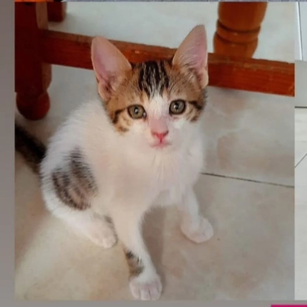 Fresa, Mixed Breed for adoption at Adoptar Gatos Madrid Nuevavida, Madrid