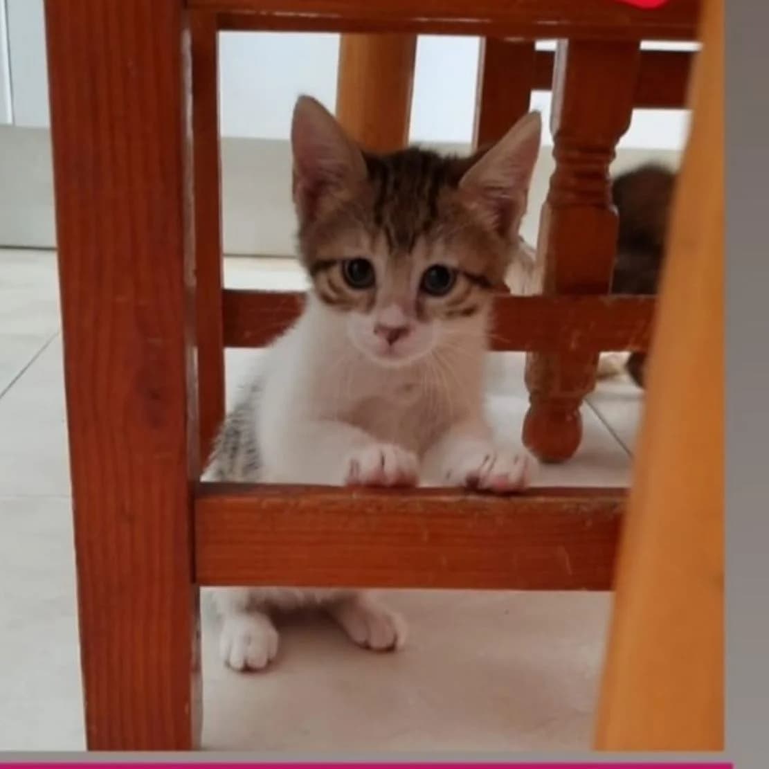 Manuela, Mixed Breed for adoption at Adoptar Gatos Madrid Nuevavida, Madrid