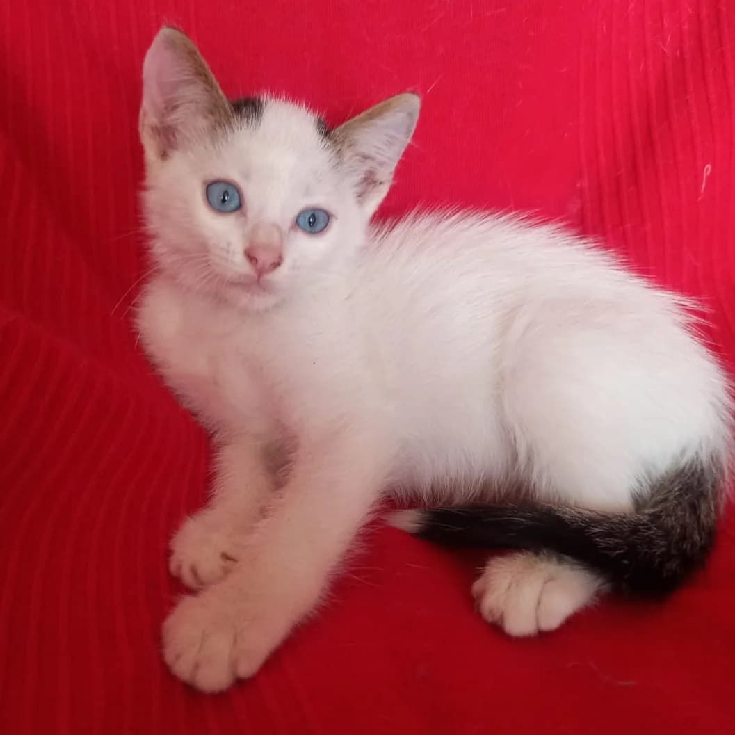 Mochi, Mixed Breed for adoption at Adoptar Gatos Madrid Nuevavida, Madrid