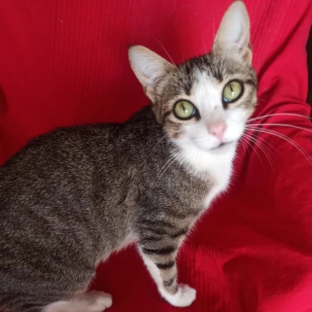 Misha, Mixed Breed for adoption at Adoptar Gatos Madrid Nuevavida, Madrid