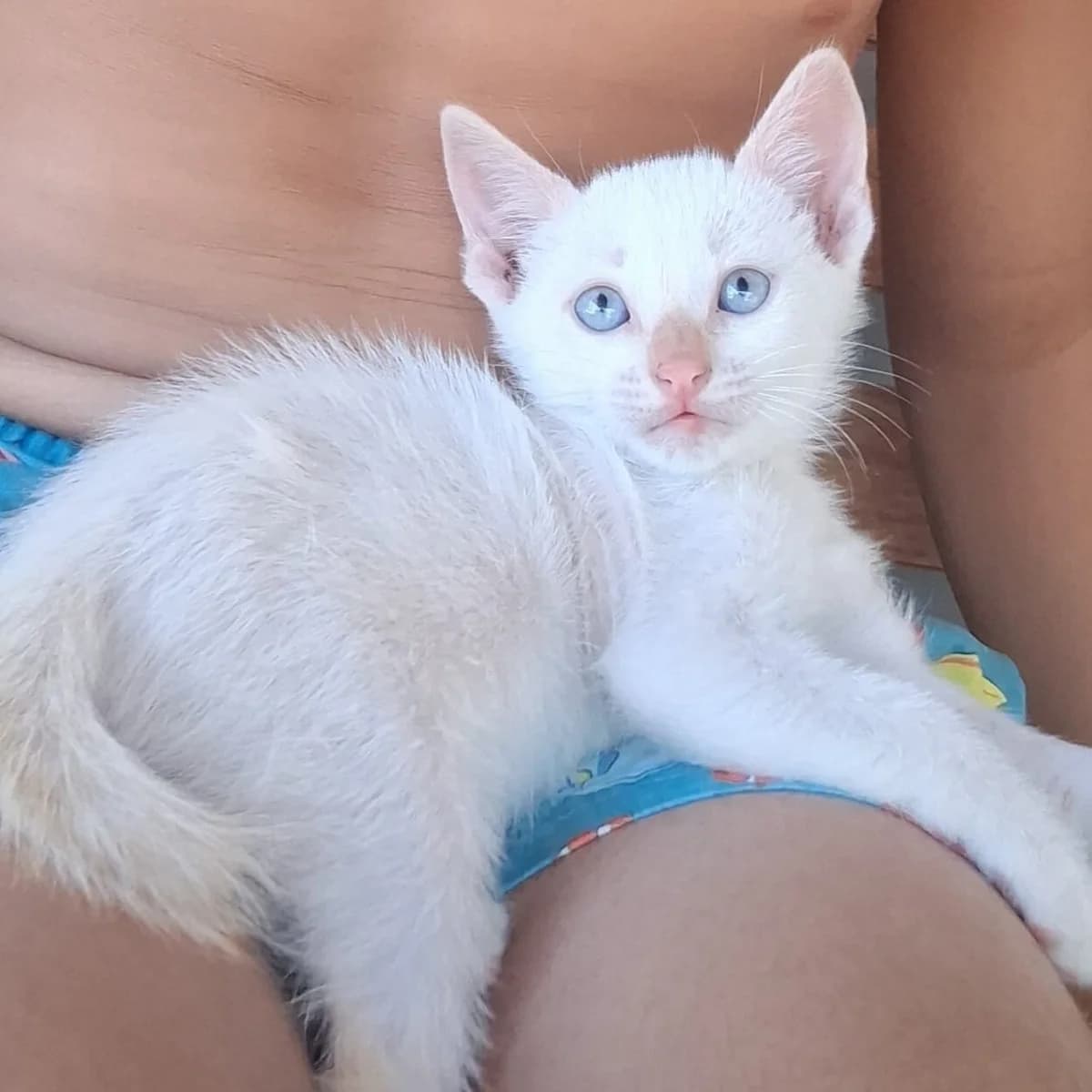 Bellezón Blue, Mixed Breed for adoption at Adoptar Gatos Madrid Nuevavida, Madrid