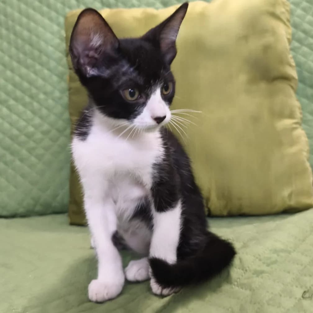Elvis, Mixed Breed for adoption at Adoptar Gatos Madrid Nuevavida, Madrid
