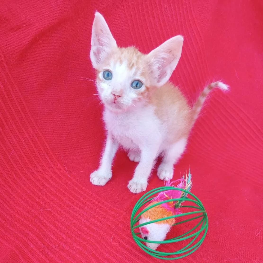Dorito, Mixed Breed for adoption at Adoptar Gatos Madrid Nuevavida, Madrid