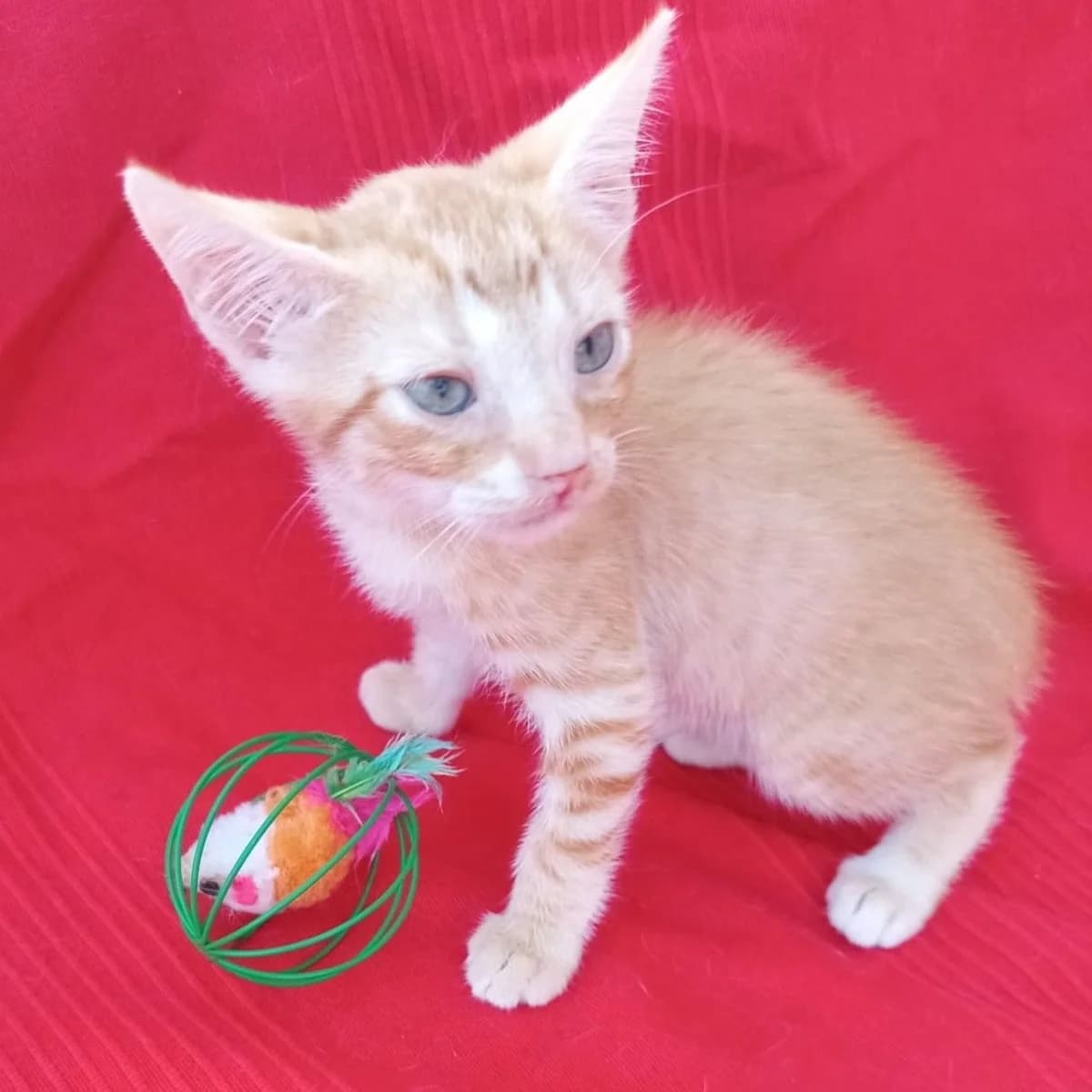 Cheeto, Mixed Breed for adoption at Adoptar Gatos Madrid Nuevavida, Madrid