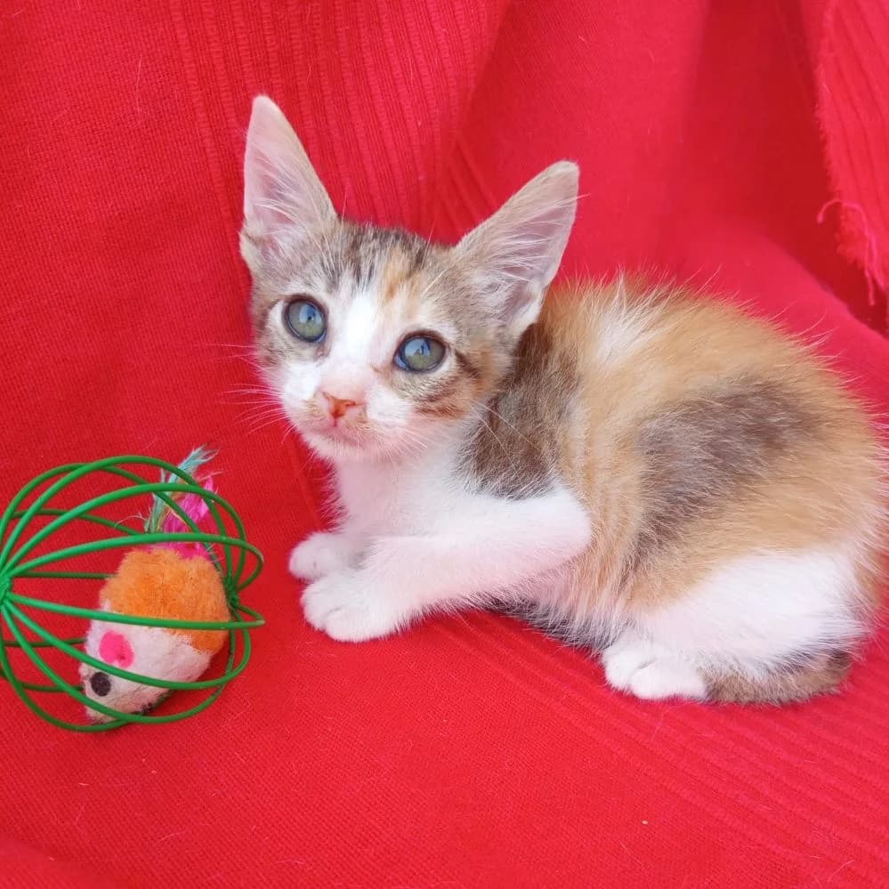 Salsa, Mixed Breed for adoption at Adoptar Gatos Madrid Nuevavida, Madrid