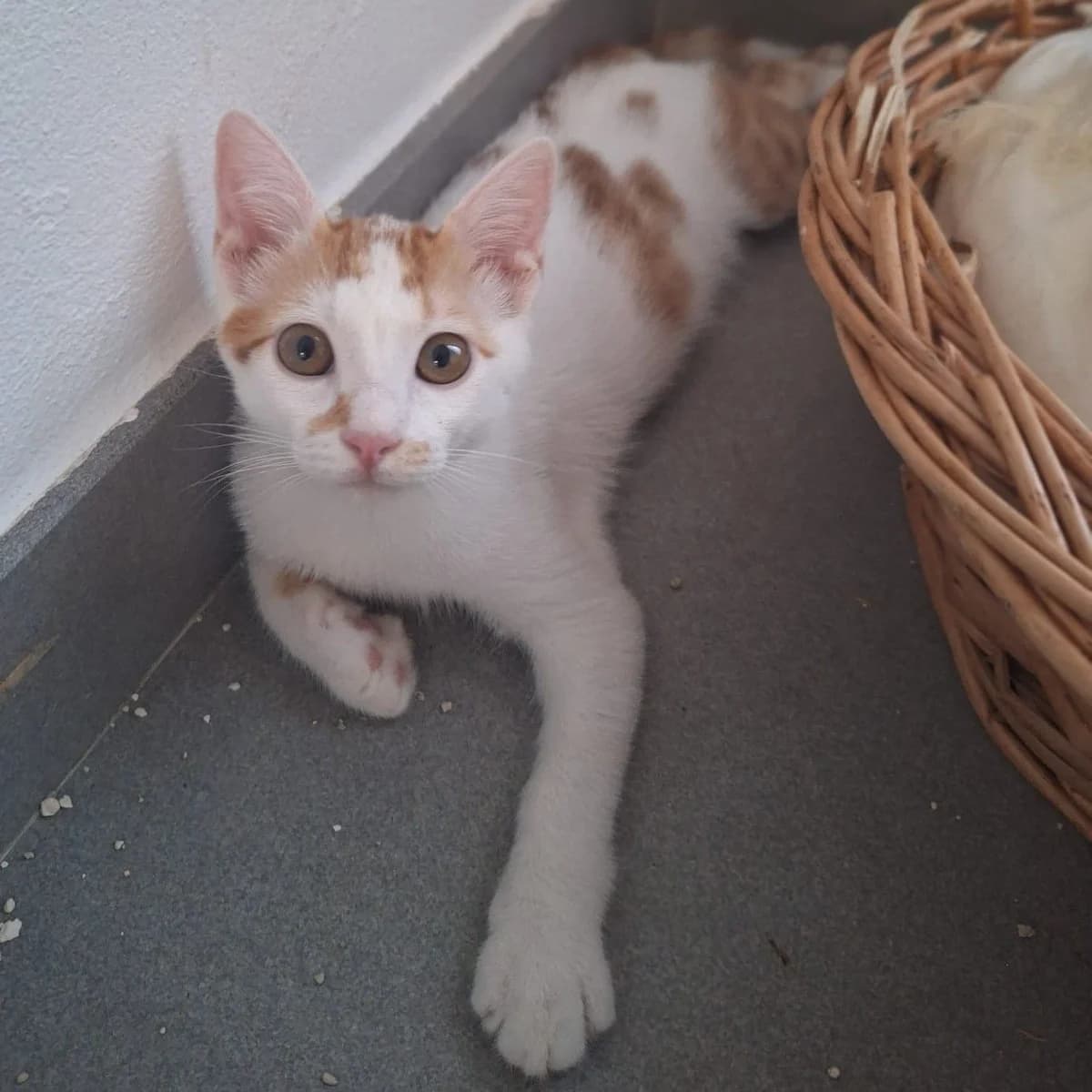 Ginger, Mixed Breed for adoption at Adoptar Gatos Madrid Nuevavida, Madrid