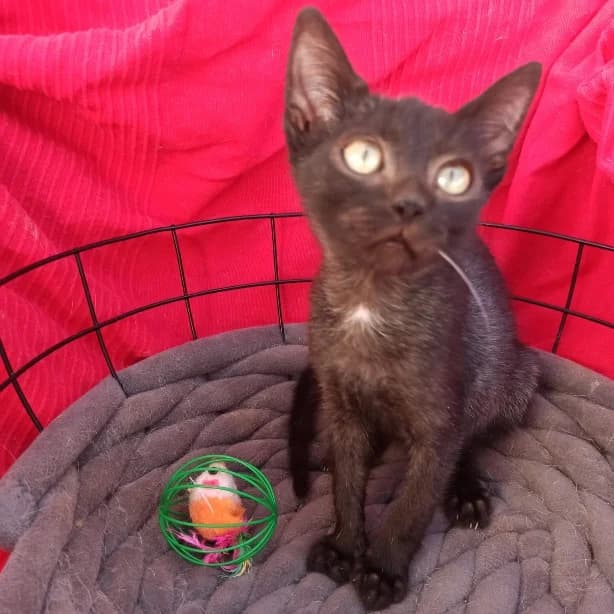 Torito, Mixed Breed for adoption at Adoptar Gatos Madrid Nuevavida, Madrid