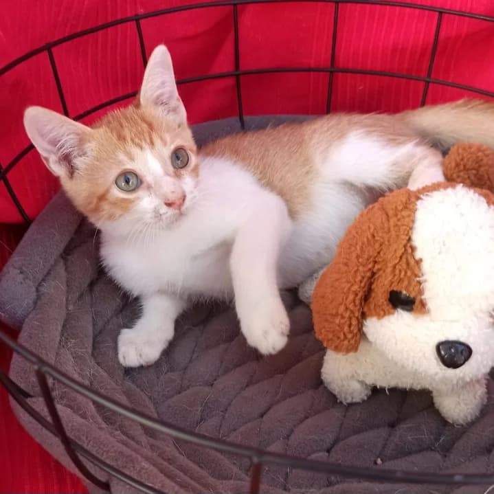 Gus, Mixed Breed for adoption at Adoptar Gatos Madrid Nuevavida, Madrid