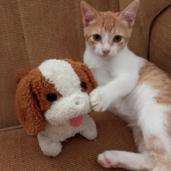 Gus, Mixed Breed for adoption at Adoptar Gatos Madrid Nuevavida, Madrid