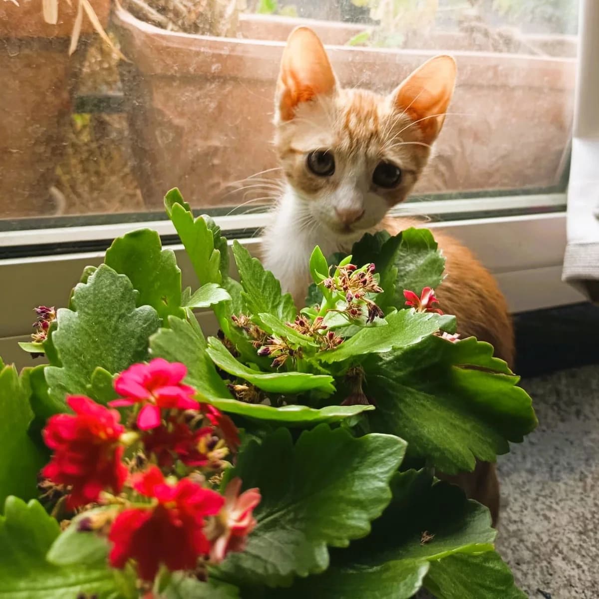 Cheli, Mixed Breed for adoption at Adoptar Gatos Madrid Nuevavida, Madrid