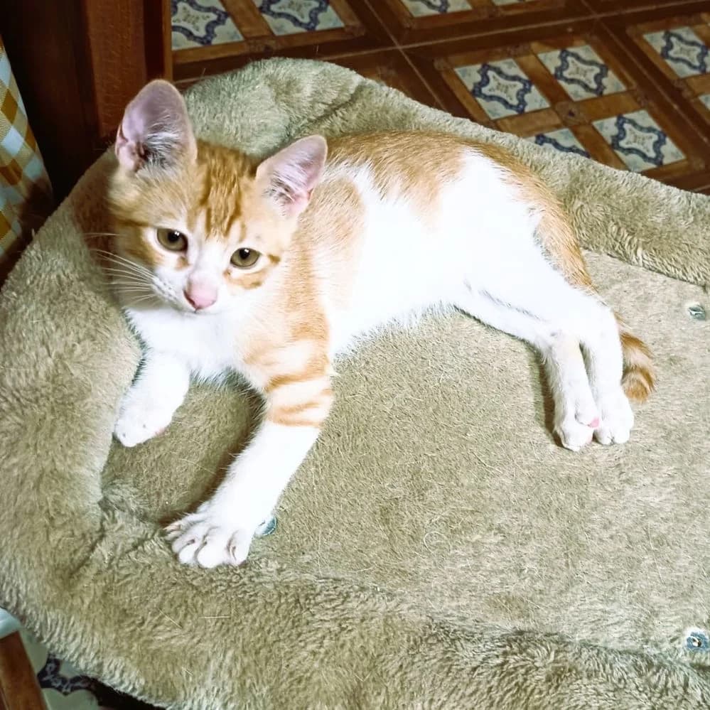Meloncito, Mixed Breed for adoption at Adoptar Gatos Madrid Nuevavida, Madrid