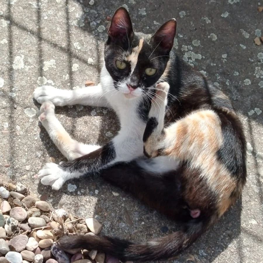 Chulina Pirulilla, Mixed Breed for adoption at Adoptar Gatos Madrid Nuevavida, Madrid