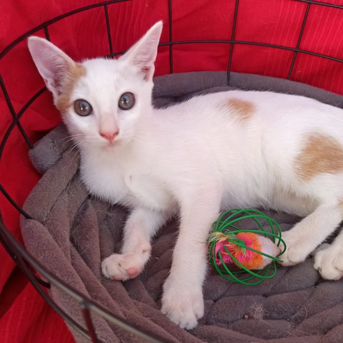 Otto, Mixed Breed for adoption at Adoptar Gatos Madrid Nuevavida, Madrid
