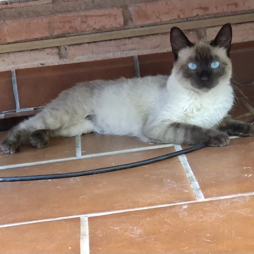 Iván Blue, Mixed Breed for adoption at Adoptar Gatos Madrid Nuevavida, Madrid