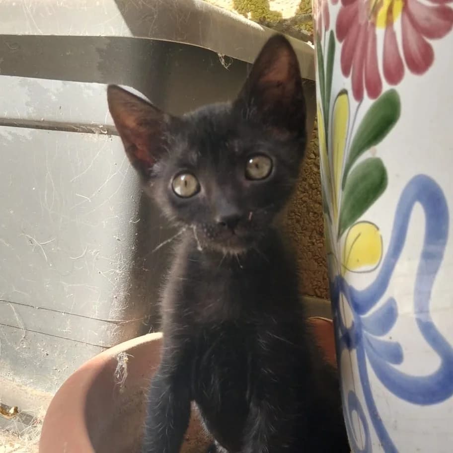 Barrita de Chocolate, Mixed Breed for adoption at Adoptar Gatos Madrid Nuevavida, Madrid