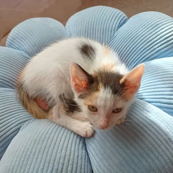 Mimosita, Mixed Breed for adoption at Adoptar Gatos Madrid Nuevavida, Madrid