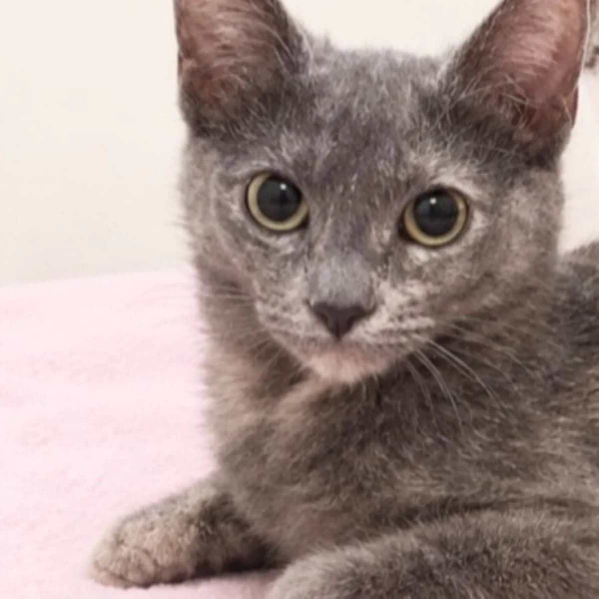 Sambita, Mixed Breed for adoption at Adoptar Gatos Madrid Nuevavida, Madrid