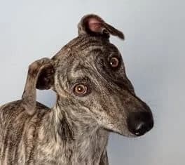 CABALLERO, male young Galgo Español for adoption at ADPCA Zaragoza