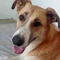 CAPI, female 3yo Mixed Breed for adoption at ADPCA Zaragoza