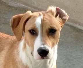 EIRA, female puppy Mixed Breed for adoption at ADPCA Zaragoza