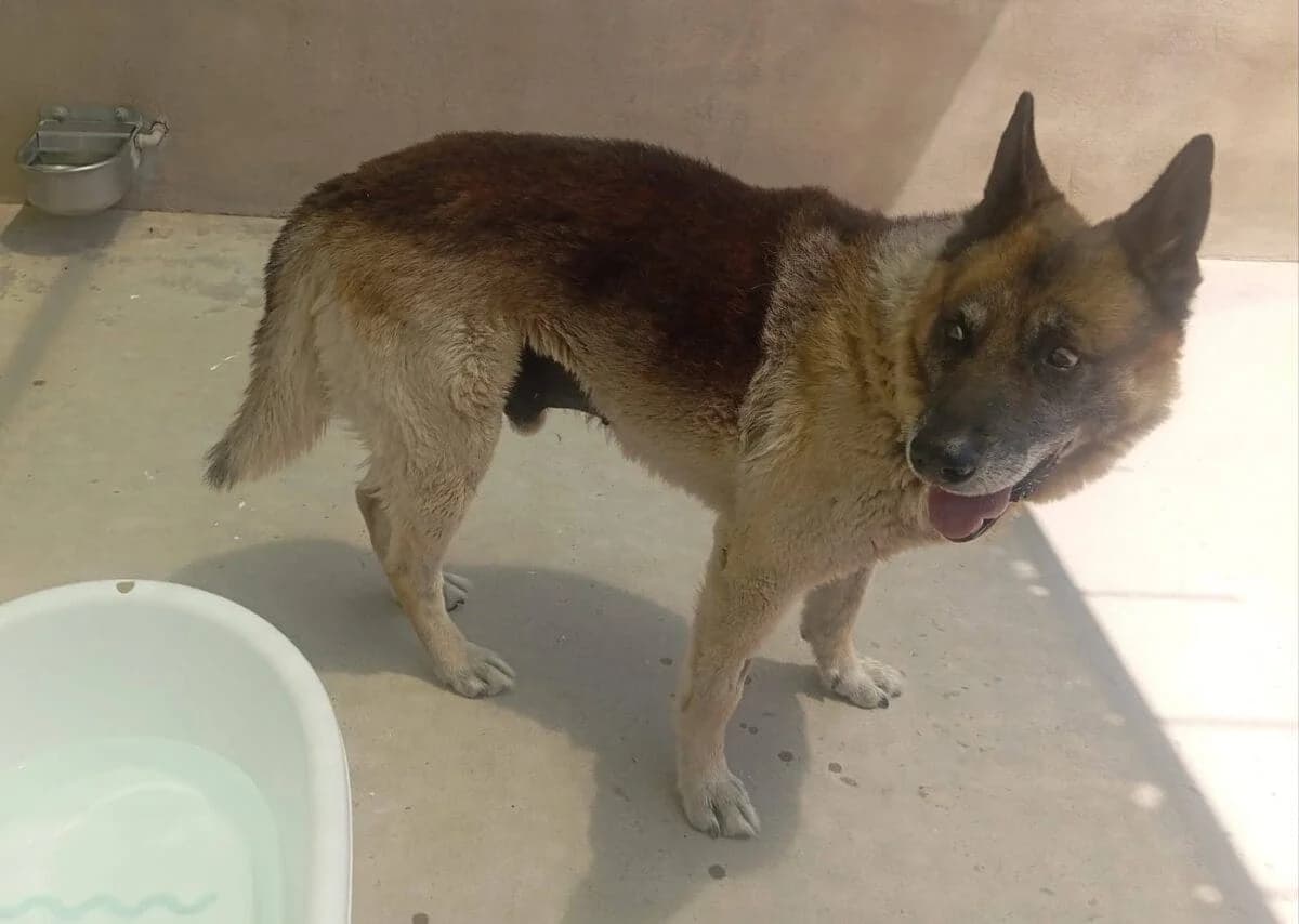 ELVIS, male senior German Shepherd for adoption at ADPCA Zaragoza