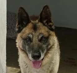 ELVIS, male senior German Shepherd for adoption at ADPCA Zaragoza